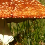 Amanita muscaria (Fly Agaric) and Addiction Treatment