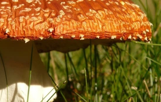 Amanita muscaria (Fly Agaric) and Addiction Treatment