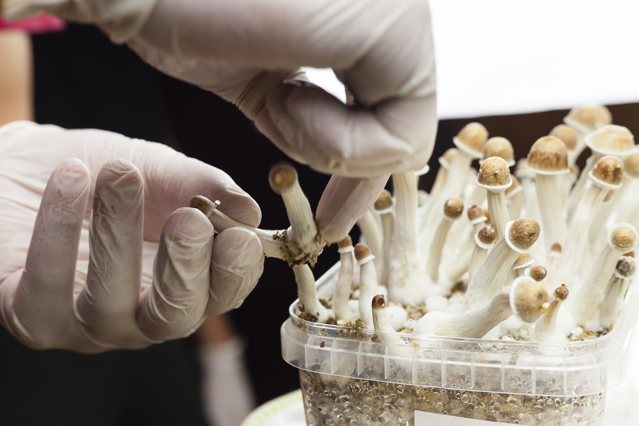 How Long Does It Take for Mushrooms to Kick In?