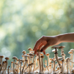 How Long Does It Take for Mushrooms to Kick In?