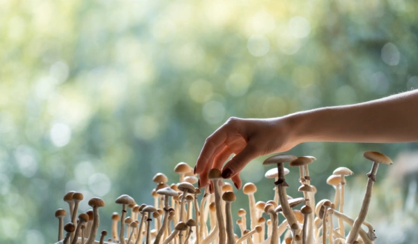How Long Does It Take for Mushrooms to Kick In?