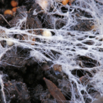 Unlocking The Benefits Of Mycelium: Nature’s Hidden Powerhouse