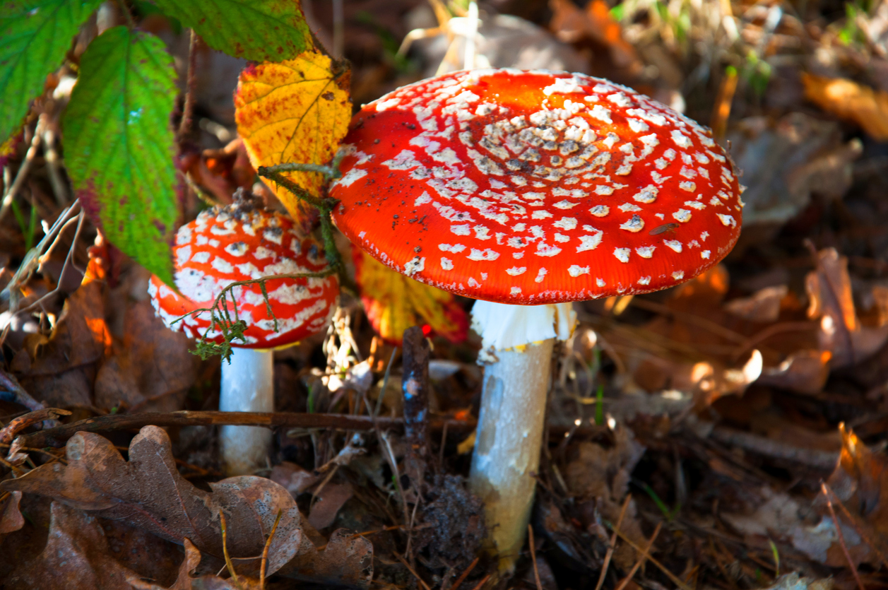 How Long Does It Take for Mushrooms to Kick In?