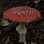 Red fly agaric