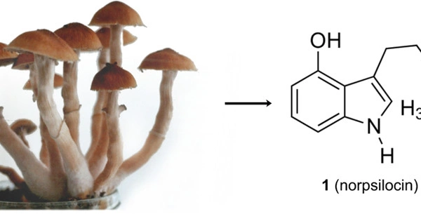 Norpsilocin: Effects and Legislation