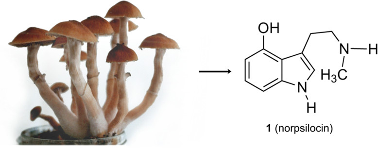 Norpsilocin: Effects and Legislation