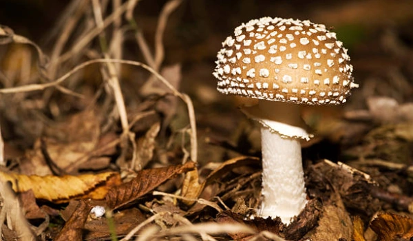 Panther fly agaric in microdosing: a scientific perspective on utilization