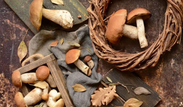Medicinal Mushrooms: Adaptogenic properties and potential in the fight against cancer. Shiitake, Maitake, and Agaricus.
