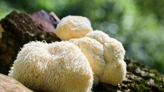 How Lion’s Mane Helps in Stroke Recovery