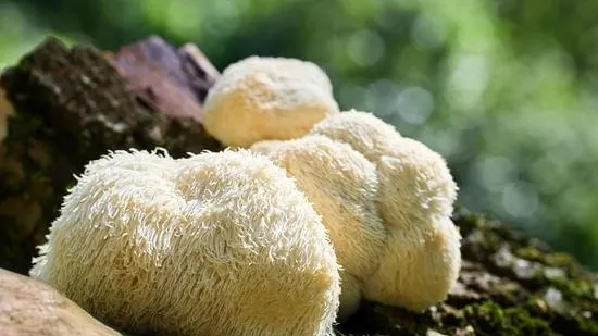 How Lion’s Mane Helps in Stroke Recovery