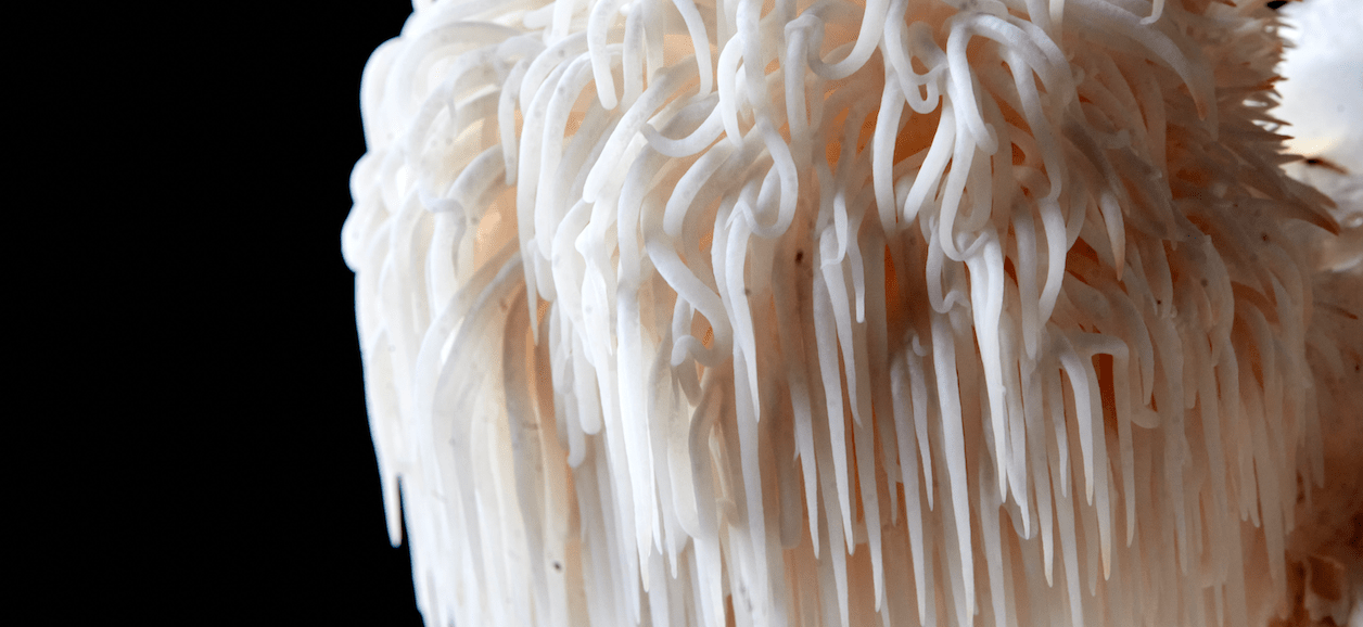 Lion’s Mane Mushroom: The Nootropic Powerhouse