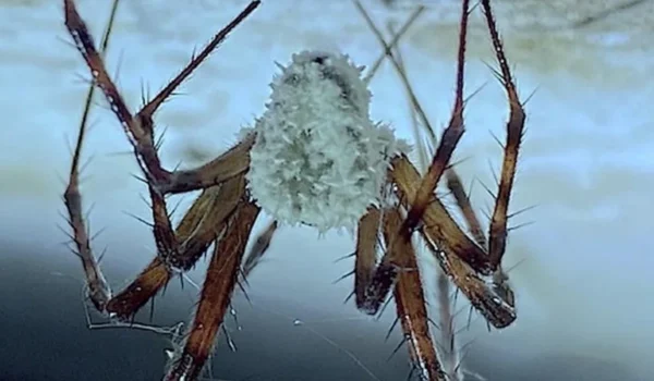 Gibellula attenboroughii: A new ‘zombie mushroom’ that could change medicine!