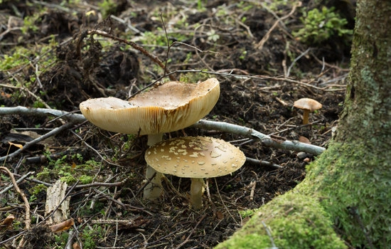 The Royal Fly Agaric (Amanita regalis) and Its Impact on Cognitive Functions