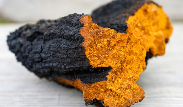 Chaga: a natural adaptogen for microdosing