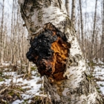 Chaga: What It Is, What Research Says, and How to Use It Safely