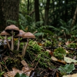 Magic Mushrooms: What They Are, How They Work, and What Research Says