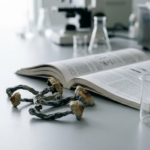 Microdosing Mushrooms: What the Research Actually Shows