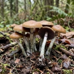 Psychedelic Mushrooms: What They Are, How They Work, and What Research Shows