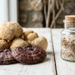Fruiting Body vs Mycelium: Which Mushroom Supplement Is Better?